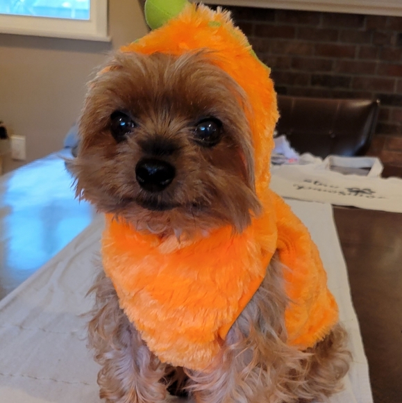 2X Host Pick 🐶🥰🐕 Dog Pumpkin Halloween Costume XS - Picture 3 of 16